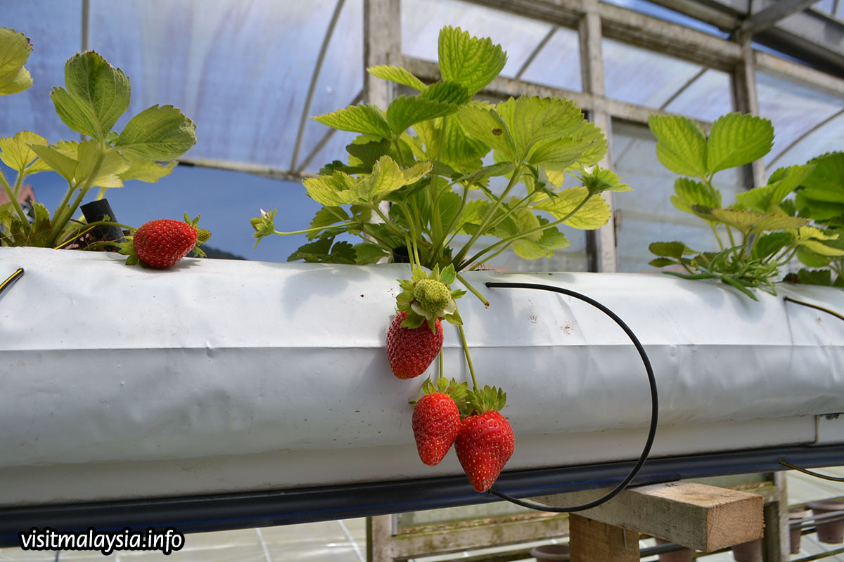 Strawberry Farm