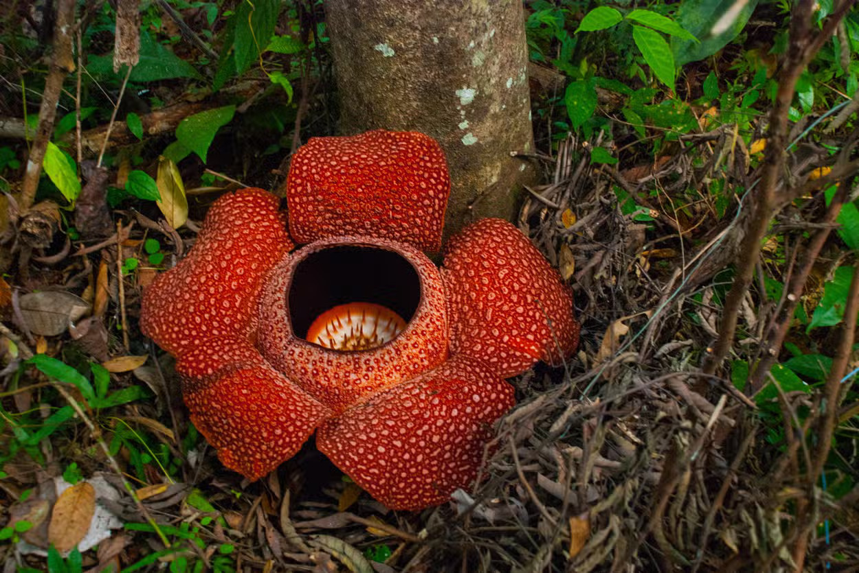 Rafflesia Discovery Tour