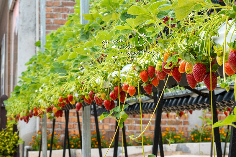 Strawberry Farm