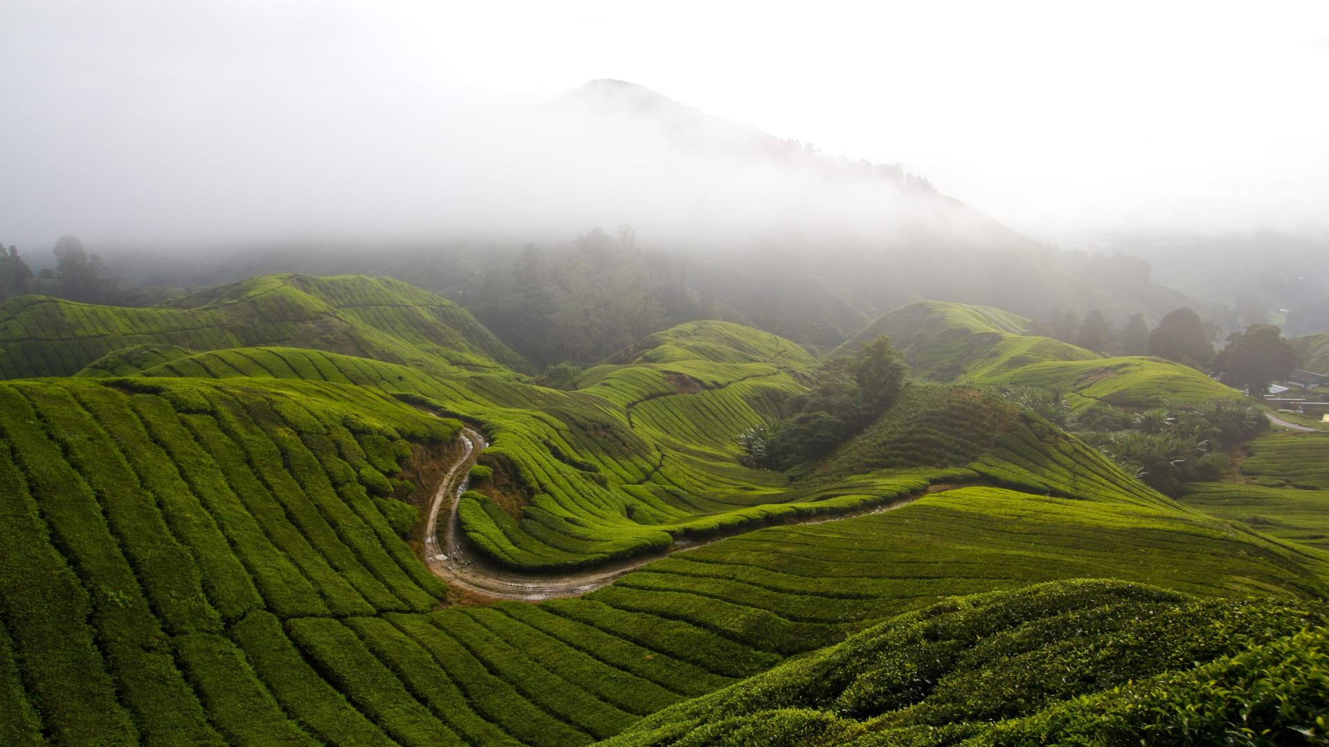 Tea Plantation Scenic View